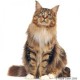 Royal Canin Maine Coon pour chat 