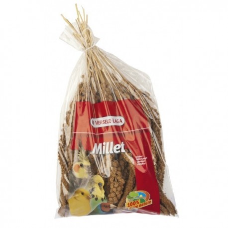 Millet en grappe