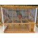 cage de chant espagnole