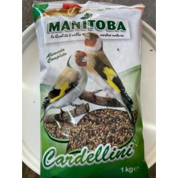 chardonneret extra Manitoba  cardellino